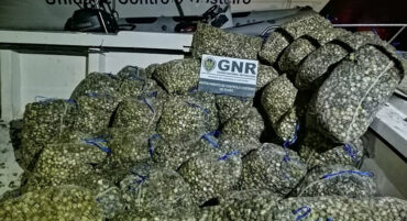 GNR saisit neuf tonnes de coques à des cueilleurs illégaux près d’Olhão