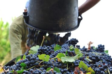 La production de vin de l’Algarve augmente de 5 % malgré la sécheresse