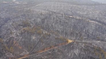 Le débat sur l’eucalyptus inflammatoire revient alors qu’Odemira évalue les coûts des dommages causés par le feu