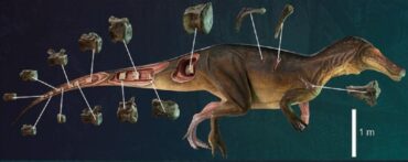 Une nouvelle espèce de dinosaure « découverte » à Cabo Espichel