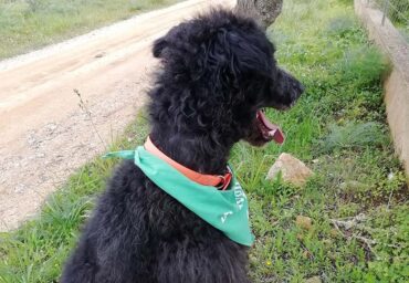À proprement parler – dressage de chiens avec gentillesse À proprement parler – dressage de chiens avec gentillesse