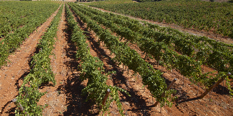 Quinta dos Vales-Vignobles en Algarve