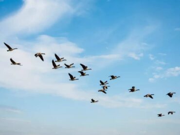 Journée mondiale des oiseaux migrateurs célébrée à Lagoa