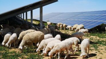 Iberdrola lance le « pâturage solaire » au Portugal avec environ 300 moutons