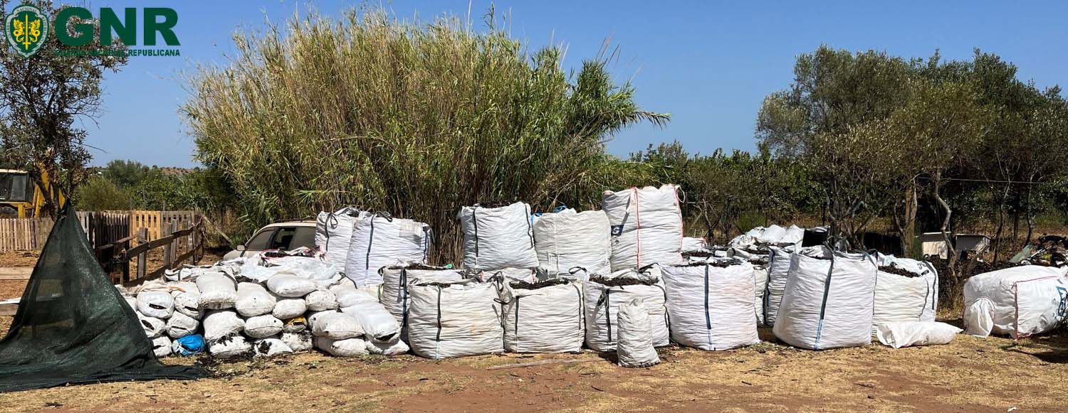 Plus de 15 tonnes de caroubes saisies en Algarve alors que les vols se poursuivent