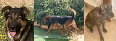 Gros chien, hot dog ! Rencontrez Rafa, Sebby et Rover