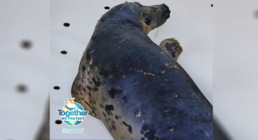 Le phoque sauvé « Selkie » meurt l’estomac rempli de débris marins
