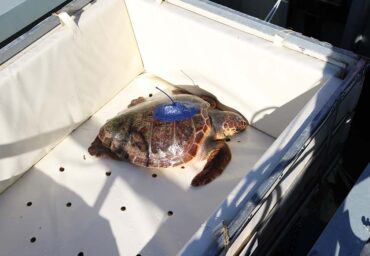 Une tortue de mer sauvée retourne en mer 13 mois plus tard