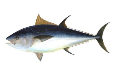 Réunion analyse la pêche au thon en Atlantique