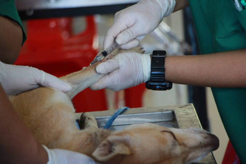 Cauchemar empoisonné : des centaines d’animaux sont morts en Algarve