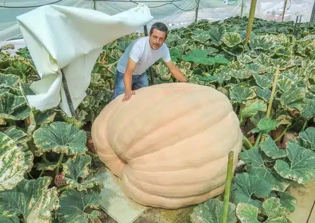 Une gigantesque citrouille éclate en chaleur… avant la compétition de légumes géants
