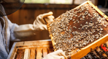 L’apiculture de l’Algarve en « état de calamité » en raison des incendies de forêt et du manque de soutien
