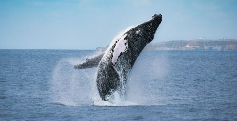 Des experts mondiaux se réunissent aux Açores pour discuter des « impacts de baleines »