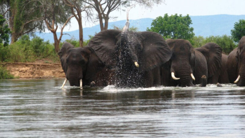 Les éléphants « retournent » en Alentejo