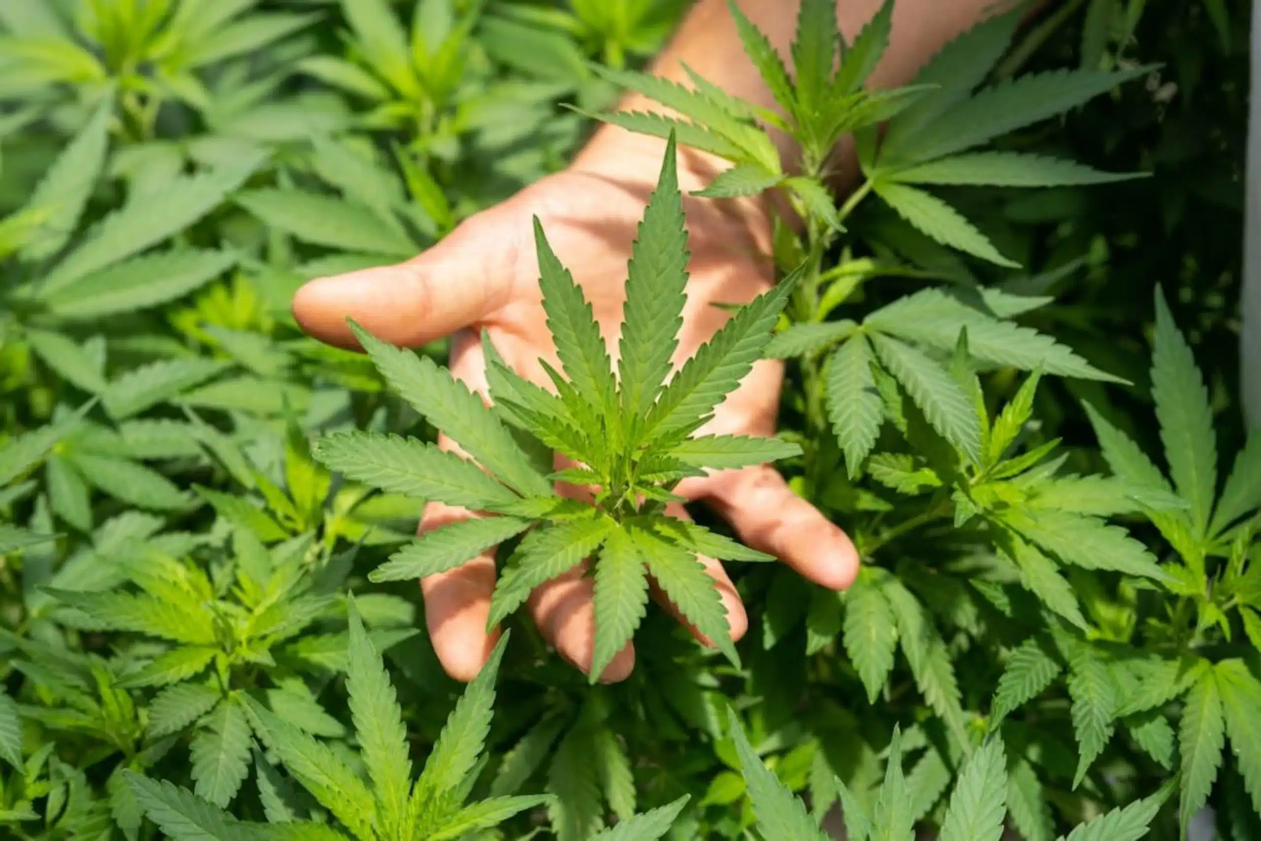 Un groupe de cannabis médical investira 9,5 millions d’euros dans l’usine de production de Coimbra