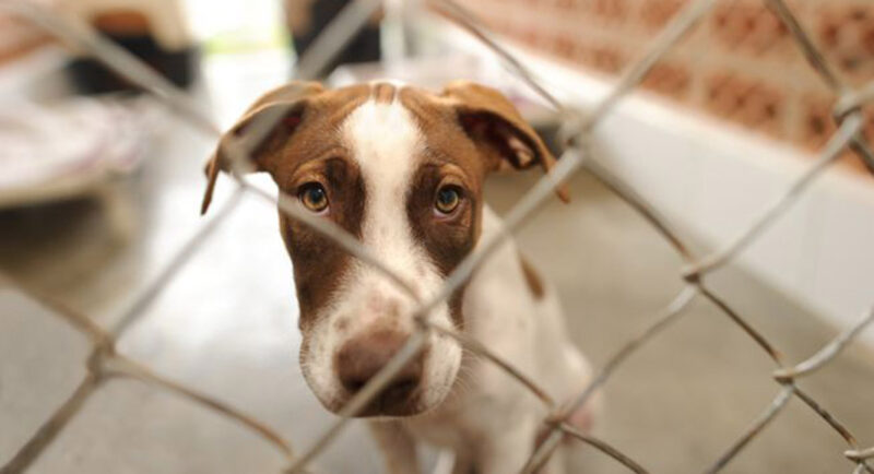 Au moins 11 chiens retrouvés morts dans l’horreur d’un «hôtel canin» abandonné