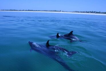 PAN soutient la limitation de l’observation des dauphins et des baleines en Algarve