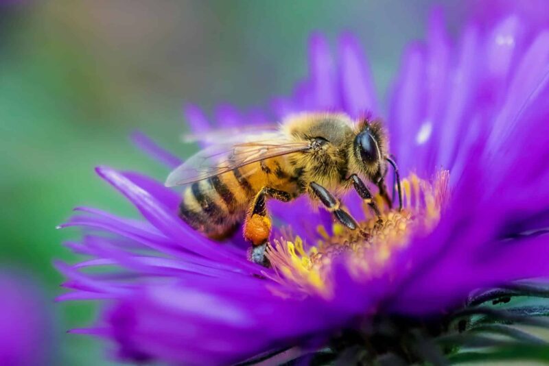 Nouveau projet « cherche des solutions pour préserver les abeilles, récupérer la qualité du miel »