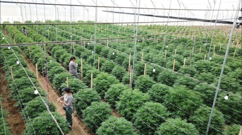 L’entreprise de cannabis médicinal va doubler sa capacité à Odemira