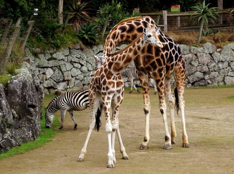 A Lisbonne, une girafe se tue dans une fosse à cause d’un visiteur et laisse orpheline sa petite de six mois