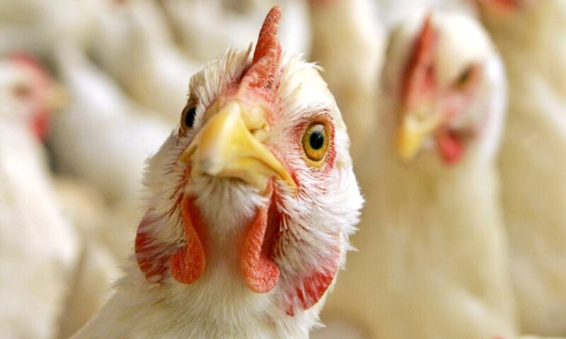 Grippe aviaire détectée au Portugal