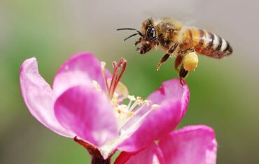 L’université de Coimbra impliquée dans un projet international pour augmenter la résistance des abeilles