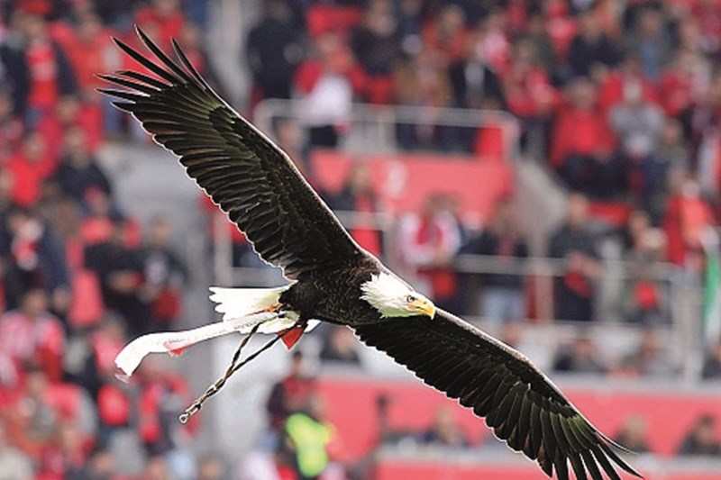 Les matchs de football de Benfica pourraient perdre le vol traditionnel des aigles Vitória et Gloriosa