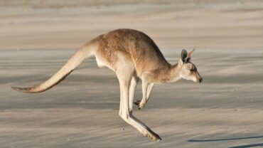 Suivez ce kangourou… Vizela se réveille avec une nouvelle attraction