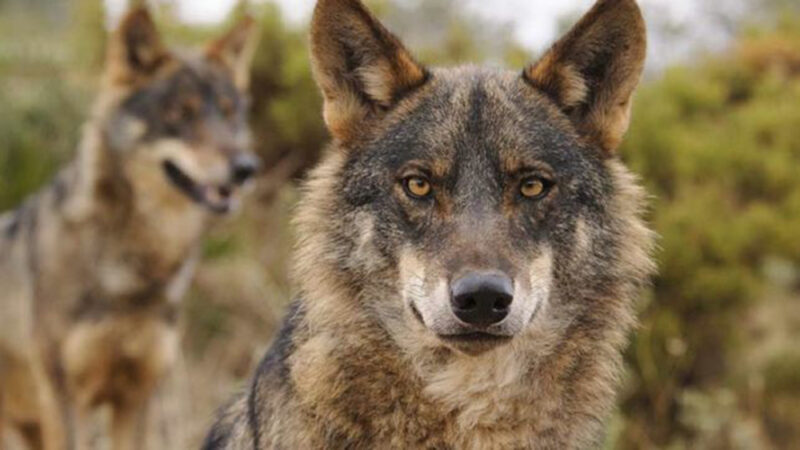 Le loup ibérique sous une nouvelle menace : la chasse au sanglier