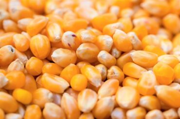 Le ministre de l’Agriculture affirme que le pays dispose de stocks de céréales suffisants
