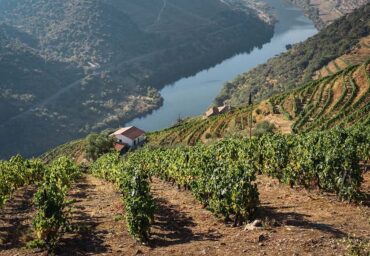Pitch parfait des vins du Portugal