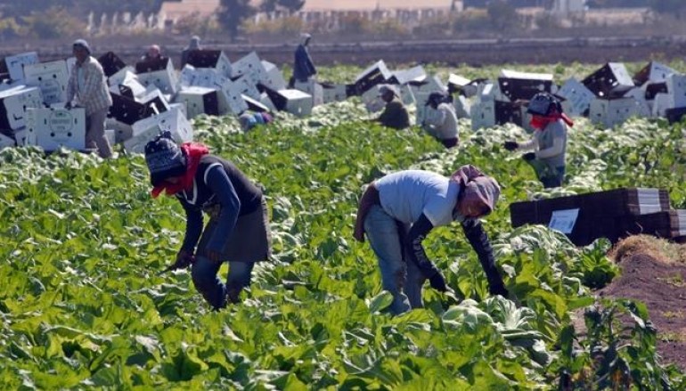 L’agriculture a besoin de 4 000 travailleurs étrangers pour 2023, selon la PAC