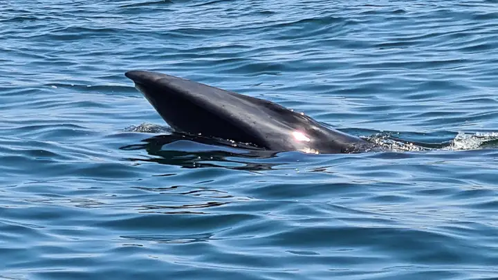 Rare observation d’une baleine à fanons au large d’Estoril