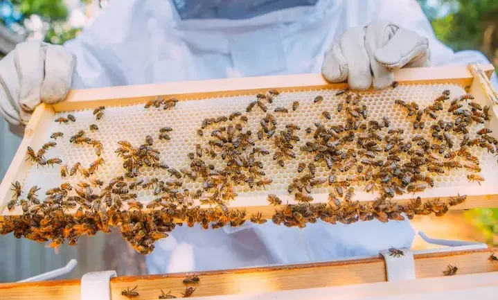 Les apiculteurs s’efforcent de sauver le secteur ; dire qu’ils sont ignorés