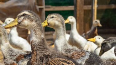 Troisième foyer de grippe aviaire à Torres Vedras