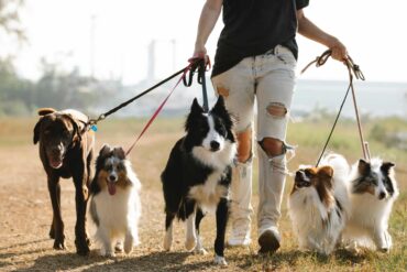 Mar Shopping Algarve organise une promenade caritative pour les chiens