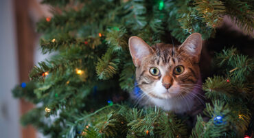 Dîner de Noël au profit de la charité des chats de Carvoeiro