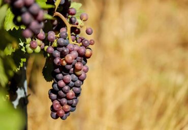 La production de vin en Algarve chutera de 20 % en 2022