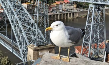 Des drones pour aider à détruire les œufs de mouettes sur les toits de Porto