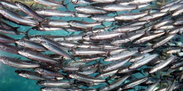 2 700 kilos de sardines « appréhendés » sur un bateau de pêche à Portimão