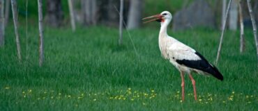 Une cigogne à Silves positive pour la grippe aviaire