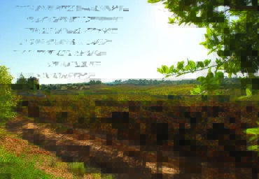 Explorez l’Algarve à travers une expérience viticole unique